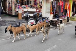 India's Dog Dilemma: Furry Friends Turning Foes India's Dog Dilemma: Furry Friends Turning Foes