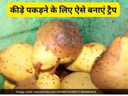 बरसात होते ही घर में मक्खी-मच्छर और फलों के कीड़ों ने जमा लिया है डेरा, तो बोतल से चुटकियों में पकड़ लें सभी को बरसात होते ही घर में मक्खी-मच्छर और फलों के कीड़ों ने जमा लिया है डेरा, तो बोतल से चुटकियों में पकड़ लें सभी को
