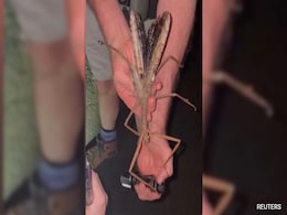 Unique Eggs Help Scientists Identify Insect Species In Australia Weighing As Much As Golf Ball Unique Eggs Help Scientists Identify Insect Species In Australia Weighing As Much As Golf Ball