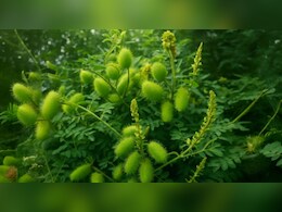 इस पौधे की फूल-पत्‍ती और जड़ में छ‍िपे हैं कई राज, फायदे जानकार हो जाएंगे हैरान