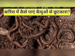 बारिश में घर में इधर-उधर रेंगते नजर आ रहे हैं केंचुएं? जानें बिना मारे कैसे पाएं इनसे छुटकारा, पूरी बरसात एक भी नहीं आएगा नजर