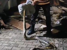 Video: बारिश से बचने के लिए झोपड़ी में आकर बैठ गया 9 फीट लंबा अजगर, डर से घरवालों के छूटने लगे पसीने Video: बारिश से बचने के लिए झोपड़ी में आकर बैठ गया 9 फीट लंबा अजगर, डर से घरवालों के छूटने लगे पसीने