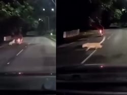 On Camera, Leopard Lunges At Moving Bike In Andhra, He Escapes Unhurt