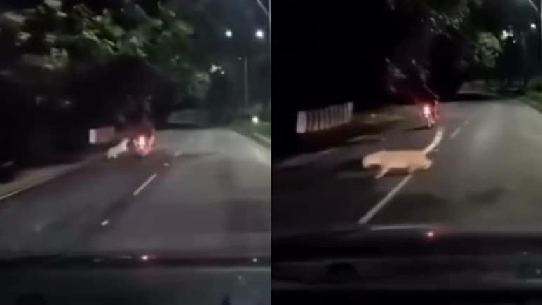 On Camera, Leopard Lunges At Moving Bike In Andhra, He Escapes Unhurt