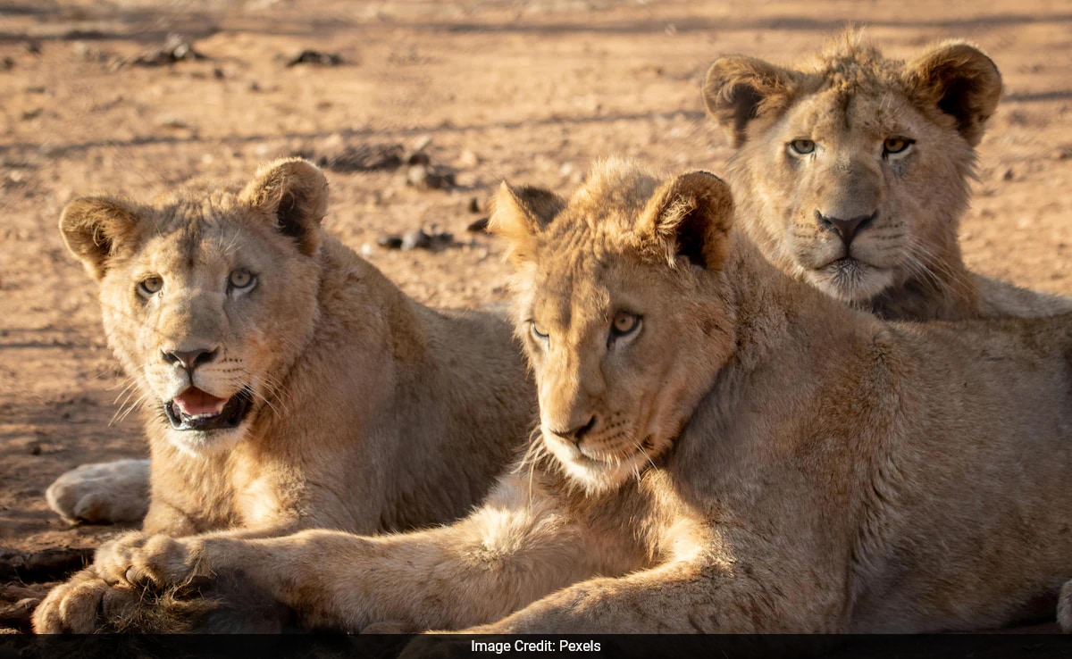 3 Lion Cubs умират за 3 дни в Амрели на Гуджарат 