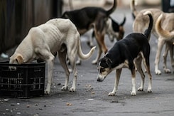 NDTV Campaign On Stray Dog Menace Sparks Push For Policy Changes NDTV Campaign On Stray Dog Menace Sparks Push For Policy Changes
