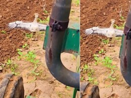 रास्ते में पड़े अंडों को बचाने के लिए ट्रैक्टर के आगे ढाल बना पक्षी, यूजर्स बोले- मां से बड़ा योद्धा कोई नहीं! रास्ते में पड़े अंडों को बचाने के लिए ट्रैक्टर के आगे ढाल बना पक्षी, यूजर्स बोले- मां से बड़ा योद्धा कोई नहीं!