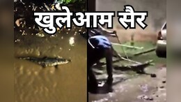 Viral Video: कॉलोनी की सड़कों पर खुलेआम घूमता हुआ नजर आया मगरमच्छ, रेस्क्यू टीम को देखते ही नाली में जा छुपा, ऐसे हुआ रेस्क्यू
