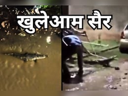 Viral Video: कॉलोनी की सड़कों पर खुलेआम घूमता हुआ नजर आया मगरमच्छ, रेस्क्यू टीम को देखते ही नाली में जा छुपा, ऐसे हुआ रेस्क्यू Viral Video: कॉलोनी की सड़कों पर खुलेआम घूमता हुआ नजर आया मगरमच्छ, रेस्क्यू टीम को देखते ही नाली में जा छुपा, ऐसे हुआ रेस्क्यू