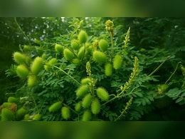 सिर से लेकर पांव तक कई बीमारियों के लिए काल है ये हरी चीज, जानिए कैसे करें इस्तेमाल सिर से लेकर पांव तक कई बीमारियों के लिए काल है ये हरी चीज, जानिए कैसे करें इस्तेमाल