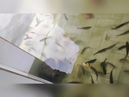 Rajasthan: सावन में यहां मछलियां करती हैं महादेव की परिक्रमा, 6 महीने तक भक्त नहीं कर पाएंगे दर्शन Rajasthan: सावन में यहां मछलियां करती हैं महादेव की परिक्रमा, 6 महीने तक भक्त नहीं कर पाएंगे दर्शन