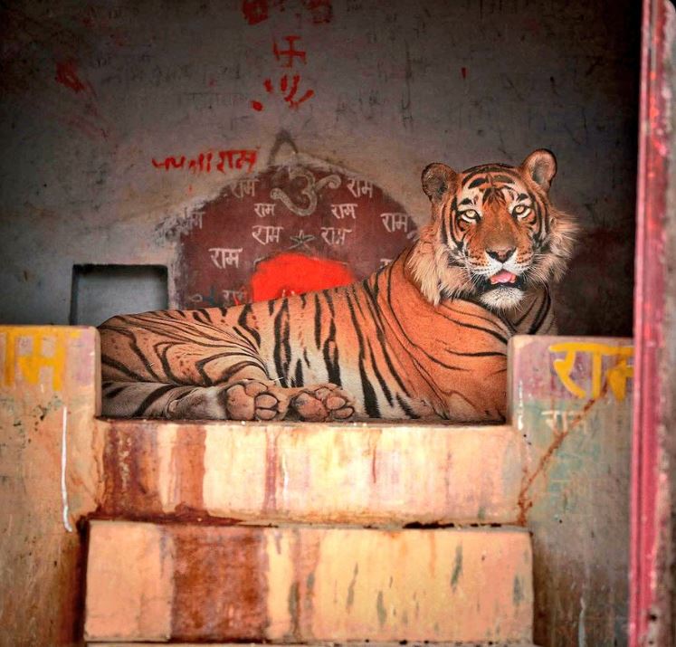 मंदिर की सीढ़ियों पर बैठा जंगल का राजा, वायरल हुआ अद्भुत दृश्य, लोगों ने लुटाया प्यार