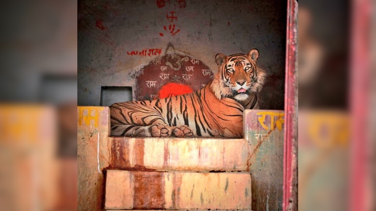 मंदिर की सीढ़ियों पर बैठा जंगल का राजा, वायरल हुआ अद्भुत दृश्य, लोगों ने लुटाया प्यार मंदिर की सीढ़ियों पर बैठा जंगल का राजा, वायरल हुआ अद्भुत दृश्य, लोगों ने लुटाया प्यार
