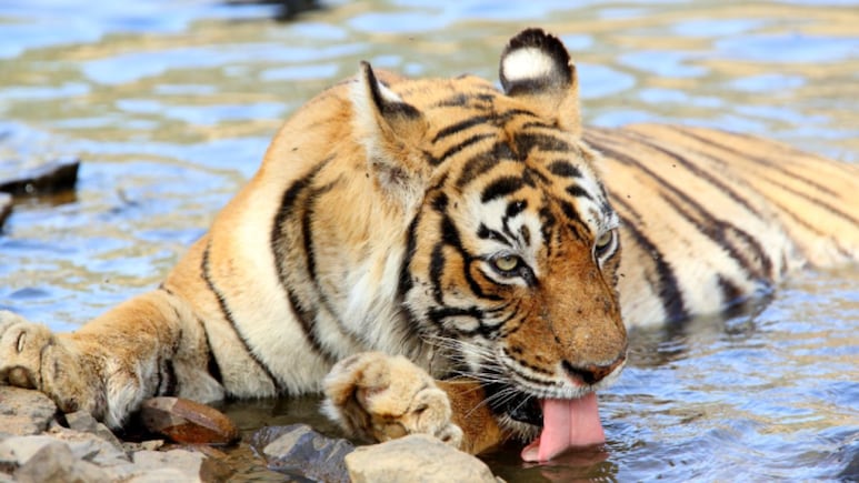 World Tiger Day पर रणथंभौर क्वीन बाघिन ‘मछली' को मिलेगा सम्मान, जिसकी वजह से राजस्थान बना बाघों का घर World Tiger Day पर रणथंभौर क्वीन बाघिन ‘मछली' को मिलेगा सम्मान, जिसकी वजह से राजस्थान बना बाघों का घर