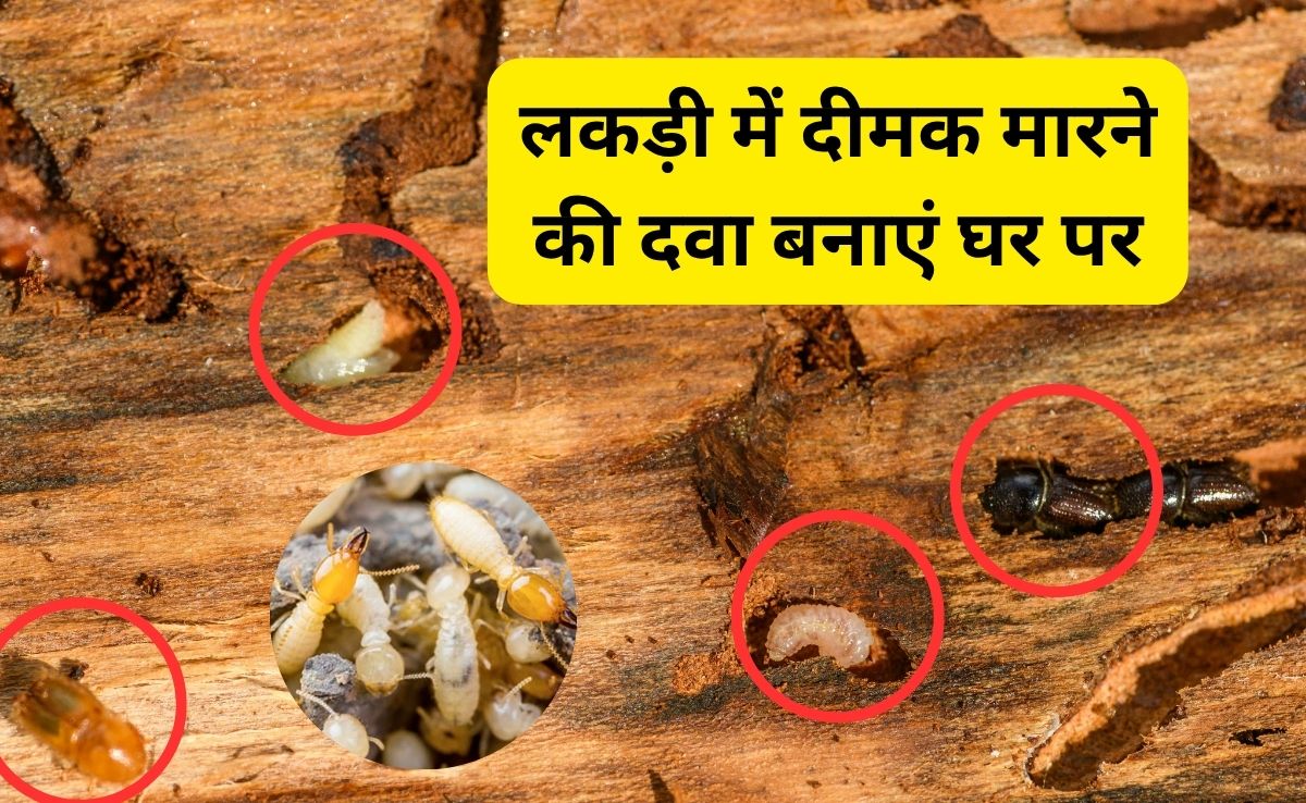 लकड़ी में दीमक लगे तो क्या करें? जानिए कमाल का हैक, बारिश में Termites नहीं कर पाएंगे पलंग या अलमारी को खोखला