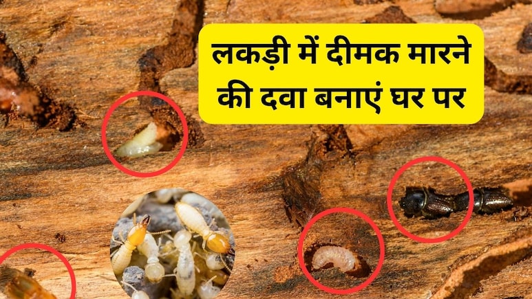 लकड़ी में दीमक लगे तो क्या करें? जानिए कमाल का हैक, बारिश में Termites नहीं कर पाएंगे पलंग या अलमारी को खोखला
