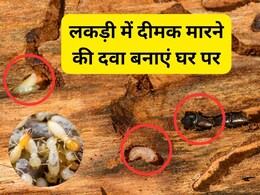 लकड़ी में दीमक लगे तो क्या करें? जानिए कमाल का हैक, बारिश में Termites नहीं कर पाएंगे पलंग या अलमारी को खोखला लकड़ी में दीमक लगे तो क्या करें? जानिए कमाल का हैक, बारिश में Termites नहीं कर पाएंगे पलंग या अलमारी को खोखला
