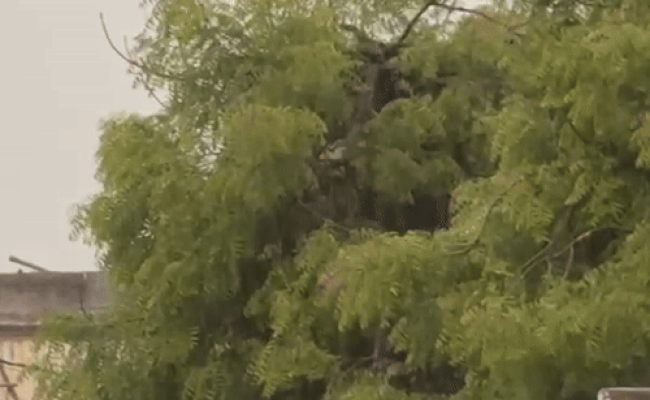 Rajasthan Monsoon: कहीं भारी बारिश तो कहीं उमस! फिर तेजी से बढ़ेगा मानसून, 1 से 4 जुलाई तक के लिए बड़ी चेतावनी जारी