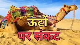 Rajasthan: रेगिस्तान के जहाज़ ऊंट के अस्तित्व को क्यों है ख़तरा? गृह मंत्री अमित शाह को देना पड़ा भरोसा