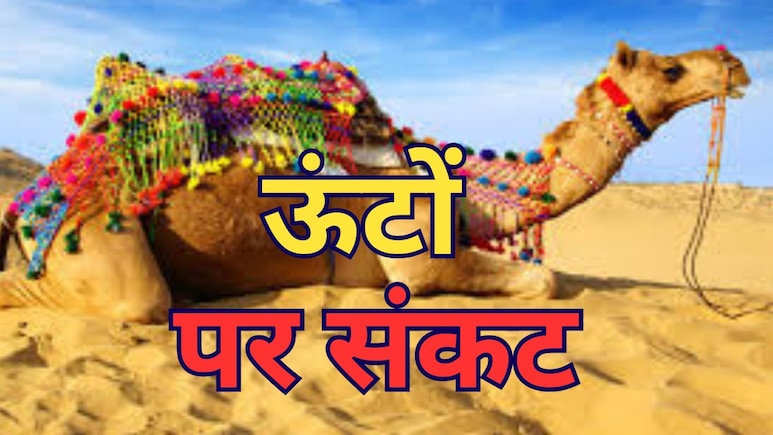 Rajasthan: रेगिस्तान के जहाज़ ऊंट के अस्तित्व को क्यों है ख़तरा? गृह मंत्री अमित शाह को देना पड़ा भरोसा Rajasthan: रेगिस्तान के जहाज़ ऊंट के अस्तित्व को क्यों है ख़तरा? गृह मंत्री अमित शाह को देना पड़ा भरोसा