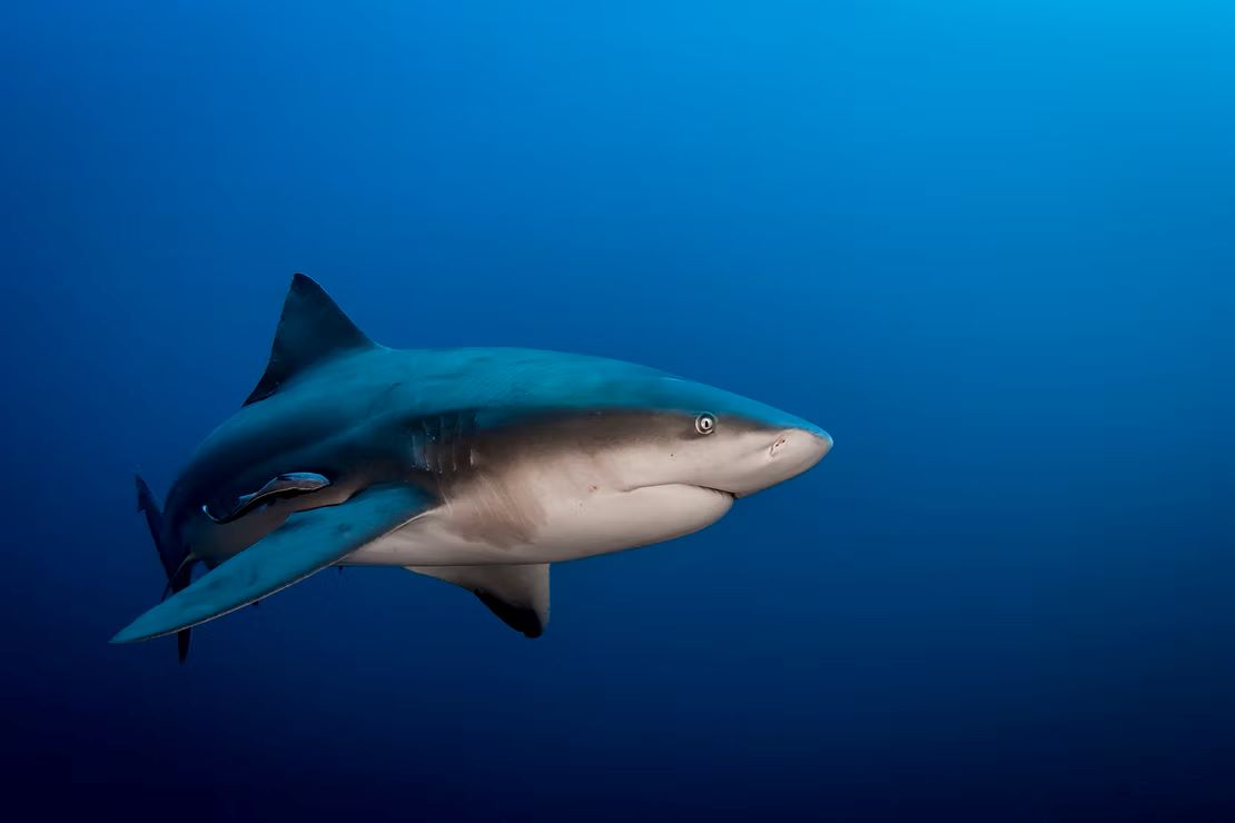 Fatal Shark Attack at Crowdy Bay: Woman Killed and Man Critically Injured on Australia