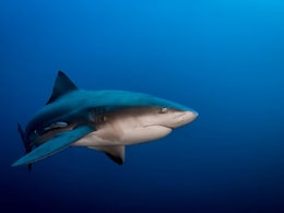 Woman Killed, Man Injured In Shark Attack In Australia