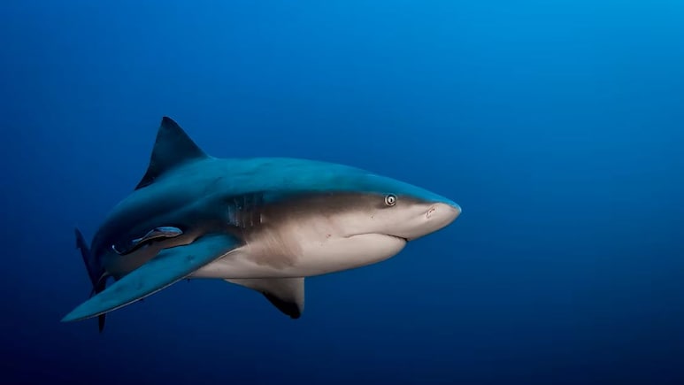 Woman Killed, Man Injured In Shark Attack In Australia