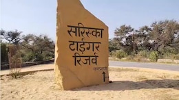 सरिस्का टाइगर रिजर्व के बाघों की सुरक्षा खतरे में, प्रशासन की बड़ी लापरवाही; 6 महीने से बंद पड़े निगरानी कैमरे