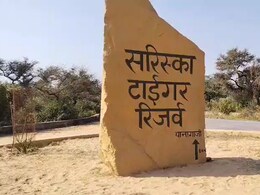 सरिस्का टाइगर रिजर्व के बाघों की सुरक्षा खतरे में, प्रशासन की बड़ी लापरवाही; 6 महीने से बंद पड़े निगरानी कैमरे सरिस्का टाइगर रिजर्व के बाघों की सुरक्षा खतरे में, प्रशासन की बड़ी लापरवाही; 6 महीने से बंद पड़े निगरानी कैमरे