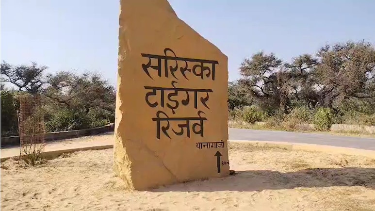 सरिस्का टाइगर रिजर्व के बाघों की सुरक्षा खतरे में, प्रशासन की बड़ी लापरवाही; 6 महीने से बंद पड़े निगरानी कैमरे सरिस्का टाइगर रिजर्व के बाघों की सुरक्षा खतरे में, प्रशासन की बड़ी लापरवाही; 6 महीने से बंद पड़े निगरानी कैमरे