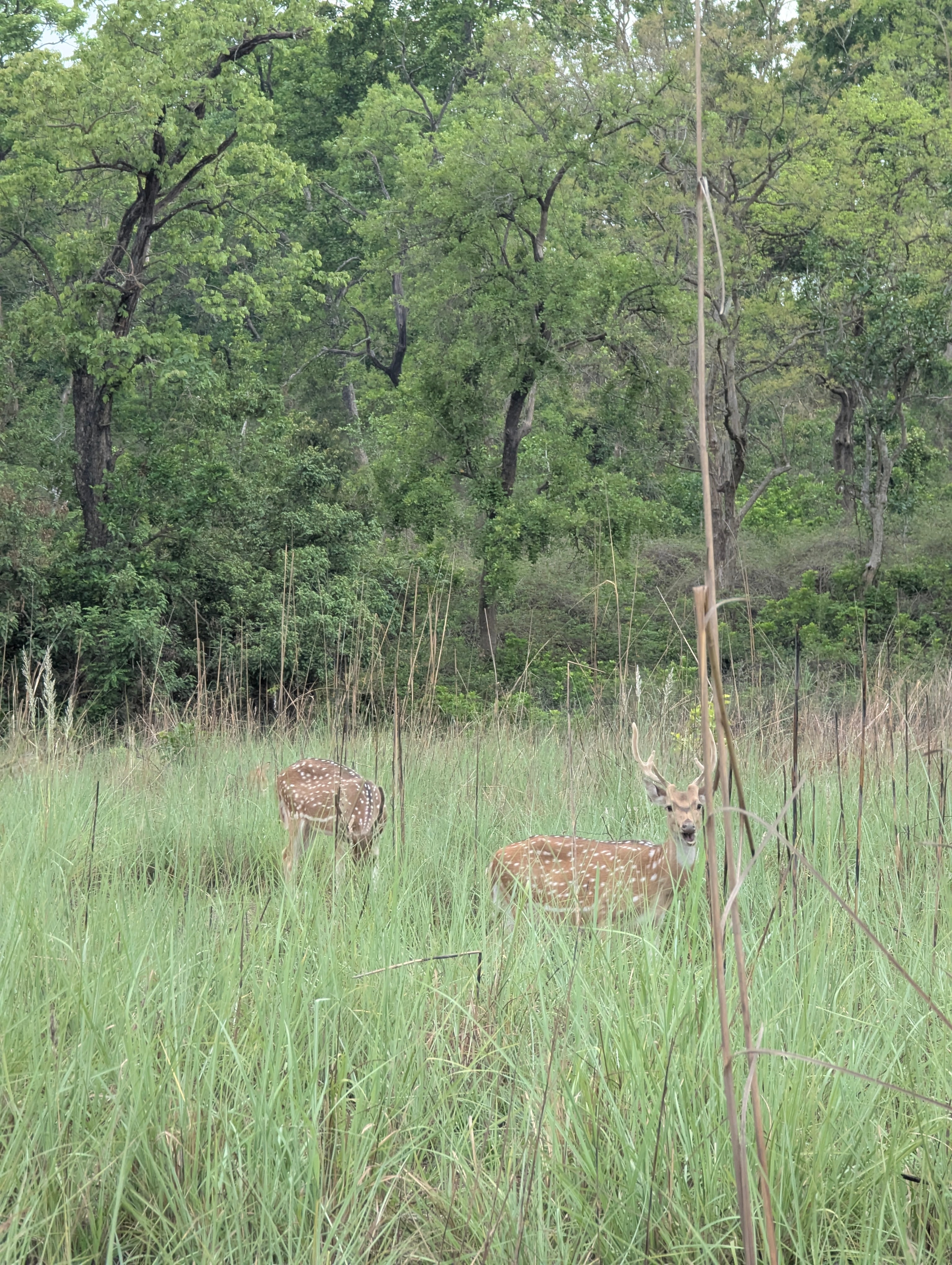 Spotting the spotted deer on safari. Photo: Author Spotting the spotted deer on safari. Photo: Author