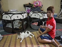 As Cambodian Artillery Screamed Across Sky, Thai Woman Rushes To Save Cats As Cambodian Artillery Screamed Across Sky, Thai Woman Rushes To Save Cats