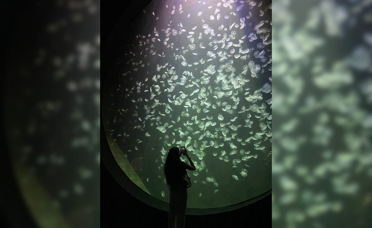 Moon jellyfish. Photo: Author Moon jellyfish. Photo: Author