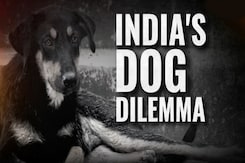 "Space For Animals... But For Humans?" Top Court On Feeding Stray Dogs "Space For Animals... But For Humans?" Top Court On Feeding Stray Dogs