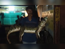 यह बहादुरी या कुछ और! मगरमच्छ को गोद में उठाकर थपथपाई पीठ, सेल्फी भी ली; पहुंची वन विभाग की टीम यह बहादुरी या कुछ और! मगरमच्छ को गोद में उठाकर थपथपाई पीठ, सेल्फी भी ली; पहुंची वन विभाग की टीम