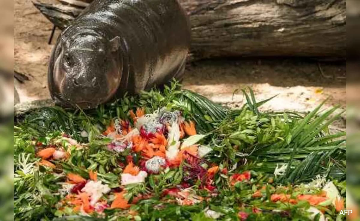 Hippo Birthday: Thai Zoo`s Celebrity Moo Deng Turns 1, Celebrates With Fans