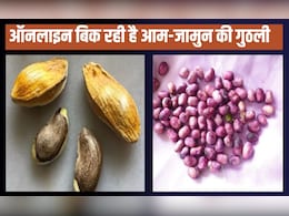 आम-जामुन की गुठली डायबिटीज में है चमत्कारी औषधि, तभी तो ऑनलाइन बिक रही है इतने रुपये किलो आम-जामुन की गुठली डायबिटीज में है चमत्कारी औषधि, तभी तो ऑनलाइन बिक रही है इतने रुपये किलो