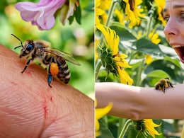 मधुमक्खी काटने का इलाज क्या है? मधुमक्खी का डंक लग जाए तो अपनाएं ये 7 घरेलू नुस्खे, आसानी से निकल जाएगा डंक