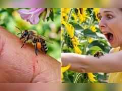 Ajanta Caves: मधुमक्खियों के हमले से बचने में मदद करेगा तेज परफ्यूम, जानिए कैसे करना है बचाव