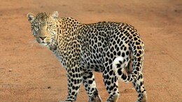 When Is The Best Time For A Jungle Safari In India? Here Is What Each Season Offers