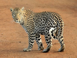 When Is The Best Time For A Jungle Safari In India? Here Is What Each Season Offers When Is The Best Time For A Jungle Safari In India? Here Is What Each Season Offers