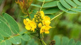 Chakramard Benefits: सफेद दाग, दाद-खाज और शुगर से हैं परेशान, तो चक्रमर्द का ये चमत्कारी पौधा साबित हो सकता है रामबाण