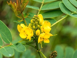 Chakramard Benefits: सफेद दाग, दाद-खाज और शुगर से हैं परेशान, तो चक्रमर्द का ये चमत्कारी पौधा साबित हो सकता है रामबाण