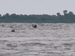 कोटा: चंबल नदी में बहे चार लोगों के शव बरामद, पिकनिक मनाने आए 4 लोग अब भी लापता