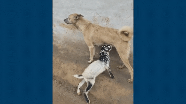 बकरी के बच्‍चे को फीमेल डॉग ने पिलाया दूध, मेमने की दूसरी 'मां' ने यूं दिखाई ममता, देखें वायरल वीडियो