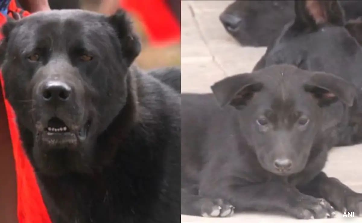 Manipur`s Haofa Dog Порода сега в Асам пушки 