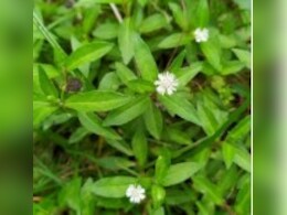 बालों को काला और घना बनाता है 'भृंगराज', जानें तेल बनाने की विधि 