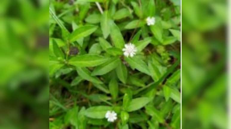 बालों को काला और घना बनाता है 'भृंगराज', जानें तेल बनाने की विधि 