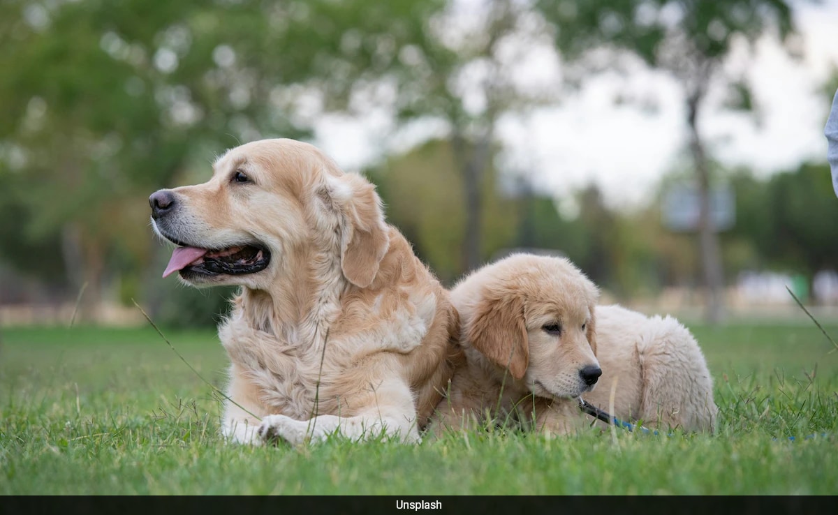 Скорошно проучване ръководено от учени от UNSW Сидни разкри че