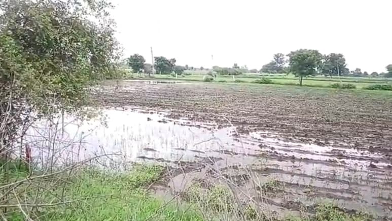 Rajasthan: खेतों में जल भराव से सोयाबीन की फसल बर्बाद, परेशान किसानों ने कहा- मिट्टी में मिल गई सारी मेहनत